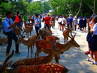 東大寺の鹿の画像
