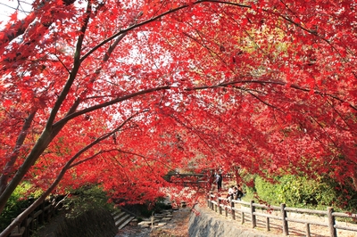 もみじ谷公園