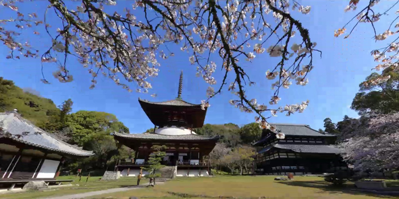 春の根来寺360°パノラマの写真その2