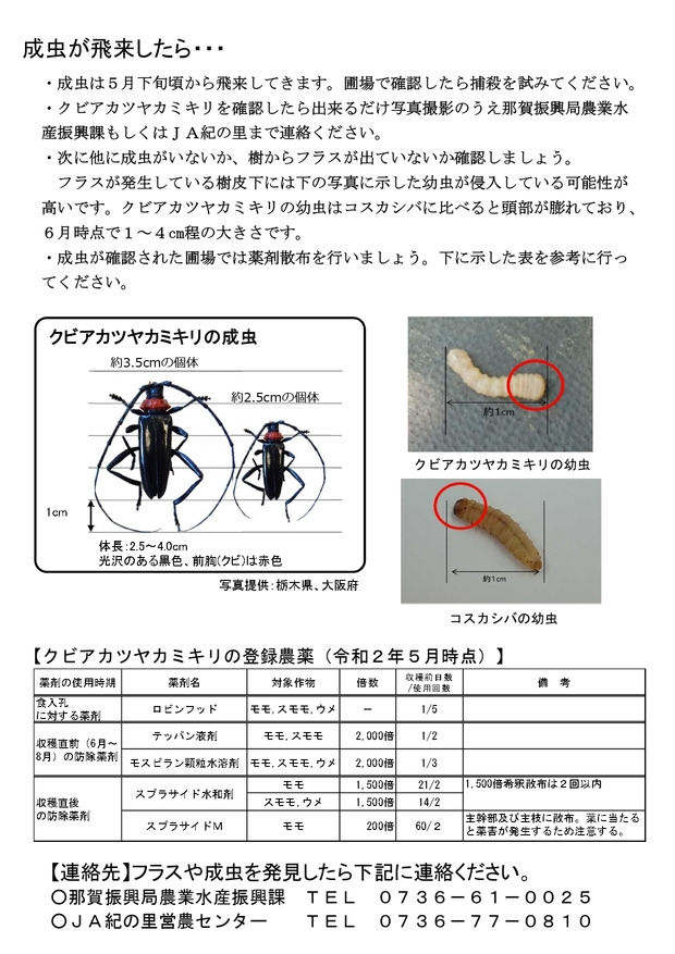 チラシ裏