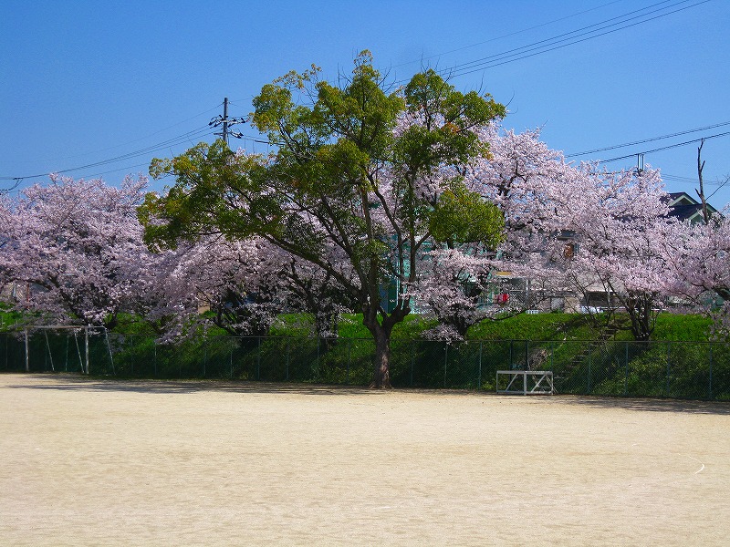 校庭の桜の木