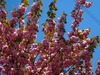 校庭そばに咲いているボタン桜