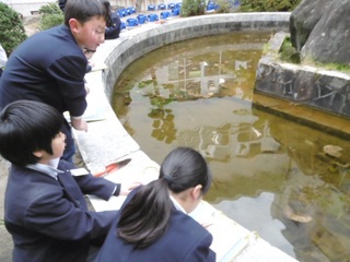 池のメダカは在中