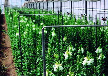 カーネーション