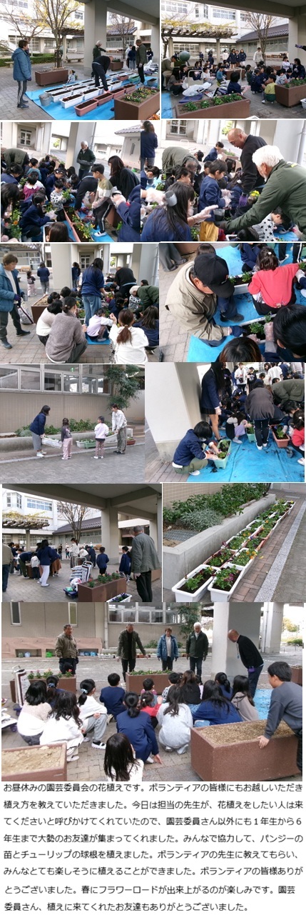 12月11日(木曜日)園芸委員会花植えの画像2