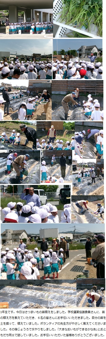 5月21日(火曜日)さつまいもの苗植え(1年)の画像2