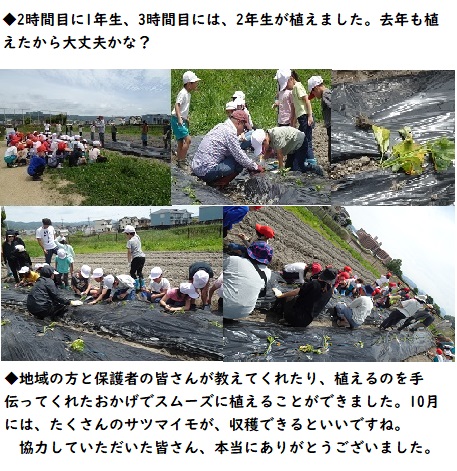 5月23日（木曜日）1，2年生がサツマイモの苗を植えました。の画像2