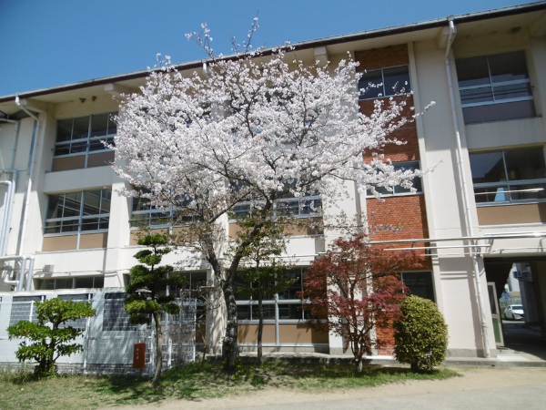 校舎と桜の写真