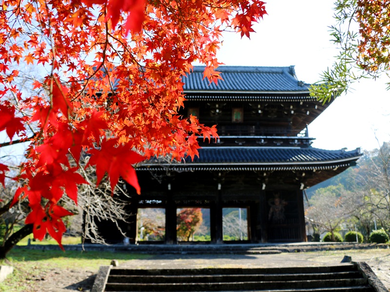 根来寺の紅葉